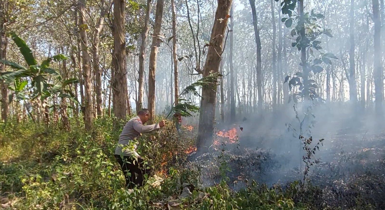 Polisi dan Petugas Gabungan Berhasil Padamkan Kebakaran Hutan Jati di Kabupaten Malang