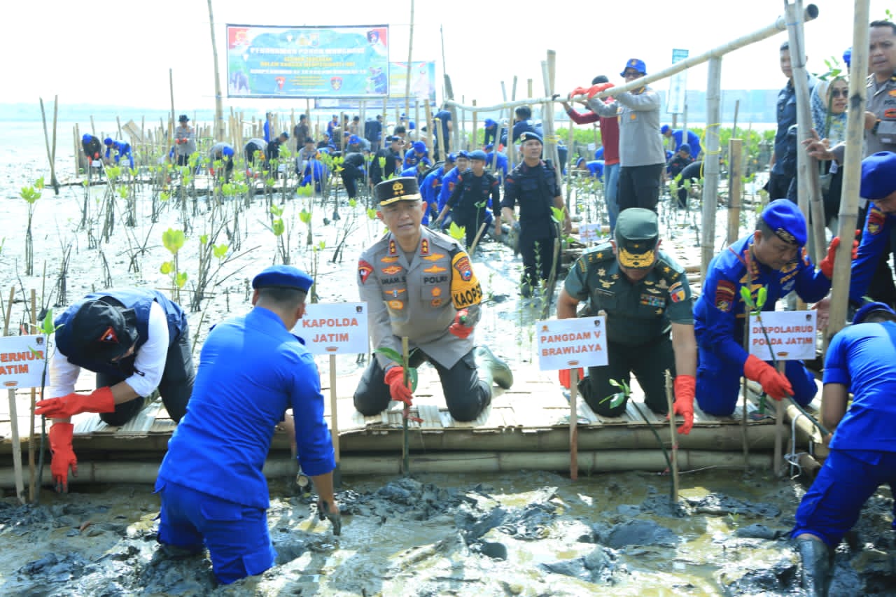 HUT Korp Brimob ke – 78  dan Polairud ke – 73, Kapolda Jatim Restorasi Hutan Mangrove Tanam 18.300 Bibit