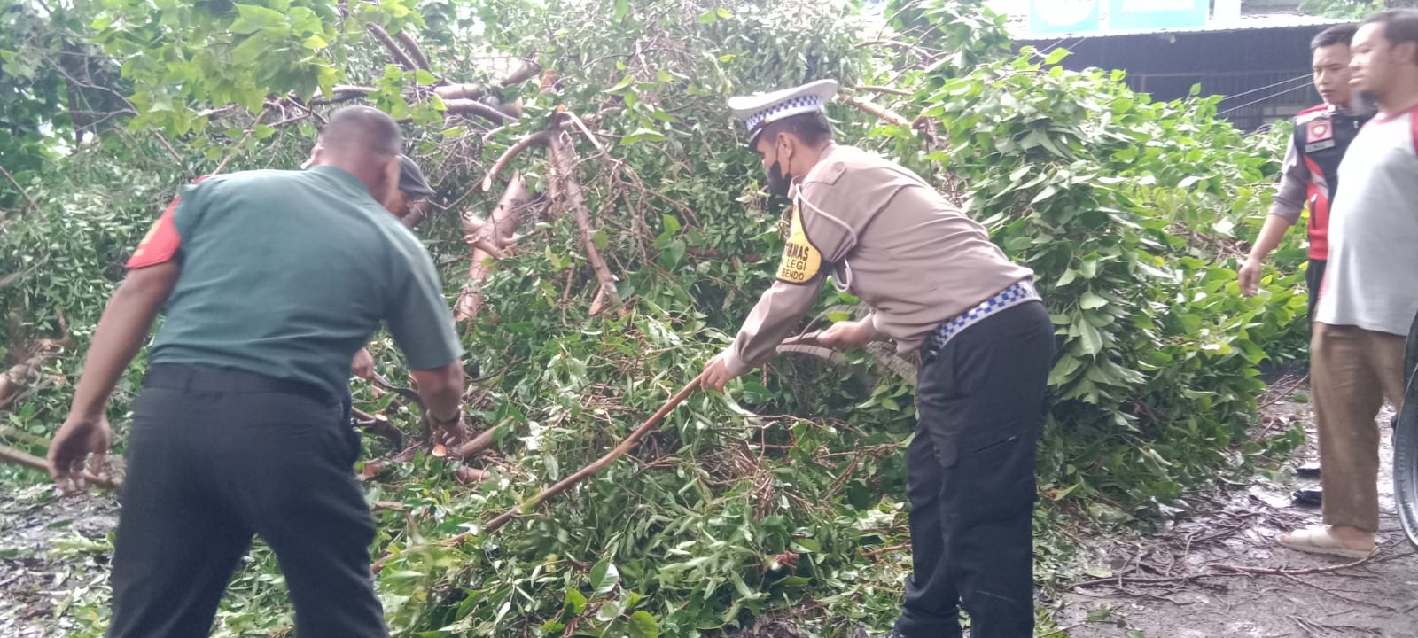 Polisi dan TNI Gotong Royong Tangani Pohon Tumbang Jalan Raya Balongbendo Sidoarjo Kembali Lancar