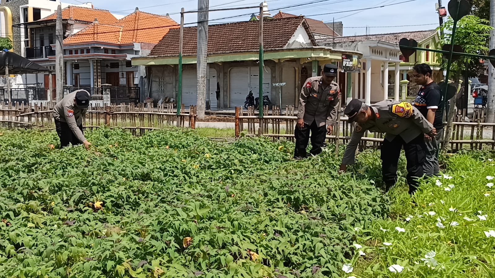 Kapolsek Maduran Tindaklanjuti Arahan Satgas Ketahanan Pangan, Cek Pekarangan Rumah Bergizi di Desa Gumantuk